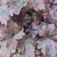 Burnished Bronze (h-ella)