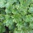 micrantha