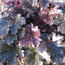 Plum Pudding