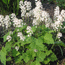 Tiarella